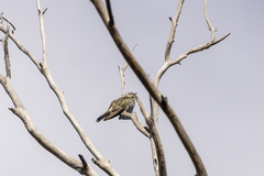 Chrysococcyx basalis