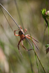 Neosparassus diana