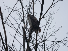 Buteo jamaicensis