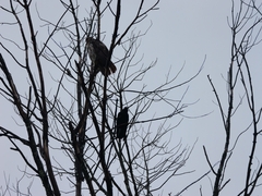 Buteo jamaicensis