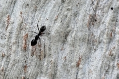 Anonychomyrma