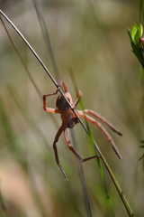 Neosparassus diana