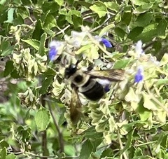 Xylocopa virginica texana
