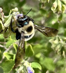 Xylocopa virginica texana