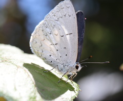 Eirmocides absimilis