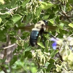 Xylocopa virginica texana