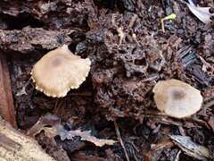 Entoloma readiae