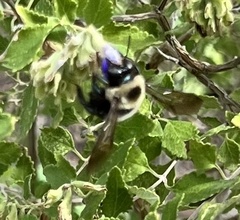 Xylocopa virginica texana