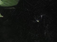 Cyrtophora cylindroides