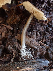 Entoloma readiae