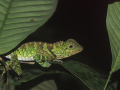 Gonocephalus liogaster