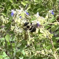 Xylocopa virginica texana