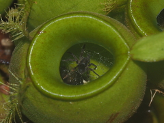 Nepenthes ampullaria