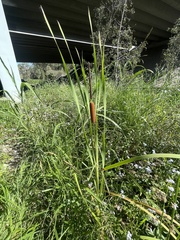 Typha orientalis