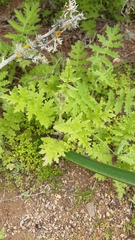 Moscharia pinnatifida