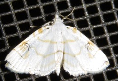 Neurophyseta