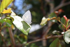 Eirmocides absimilis
