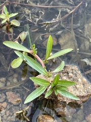 Ludwigia adscendens diffusa