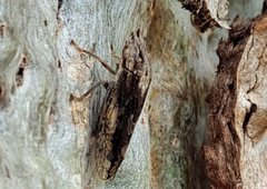 Stenocotini