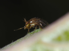 Steganopsis melanogaster