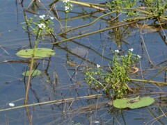 Albidella oligococca