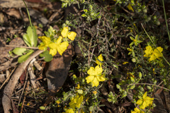 Hibbertia riparia