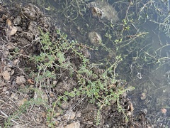 Ludwigia adscendens diffusa