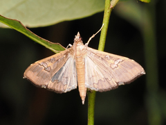 Maruca vitrata