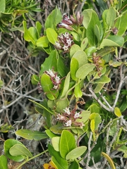 Cynanchum africanum