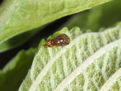 Steganopsis melanogaster