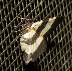 Phaludia balteata