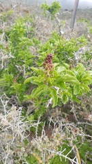 Anisomeria littoralis