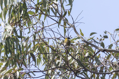 Melithreptus lunatus