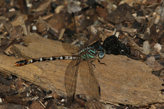 Erpetogomphus lampropeltis natrix
