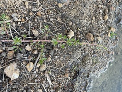Ludwigia adscendens diffusa