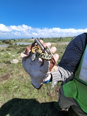 Thamnophis cyrtopsis