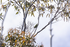 Parvipsitta porphyrocephala