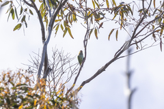 Parvipsitta porphyrocephala