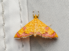 Isocentris filalis