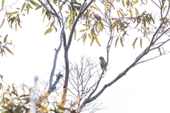 Parvipsitta porphyrocephala