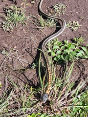 Thamnophis cyrtopsis