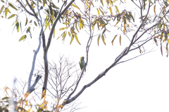 Parvipsitta porphyrocephala