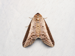 Lophoptera squammigera