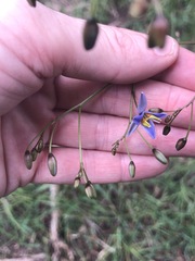 Dianella callicarpa