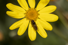 Melangyna viridiceps