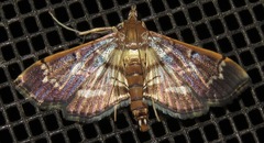 Salbia cassidalis