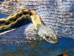 Thamnophis cyrtopsis