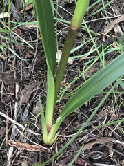 Dianella callicarpa