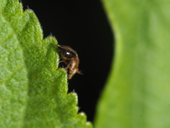 Steganopsis melanogaster