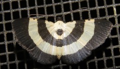 Phaludia balteata